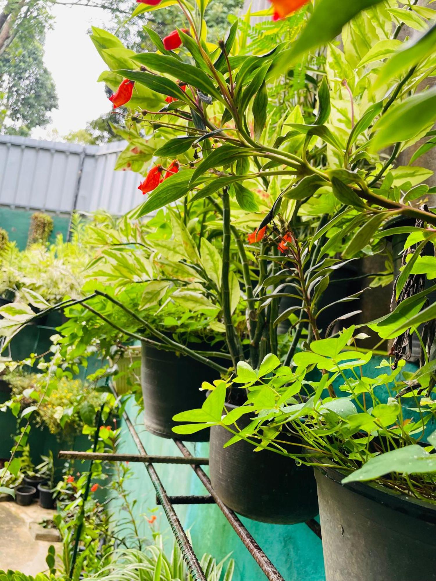 Little Paradise Homestay 엘라 외부 사진