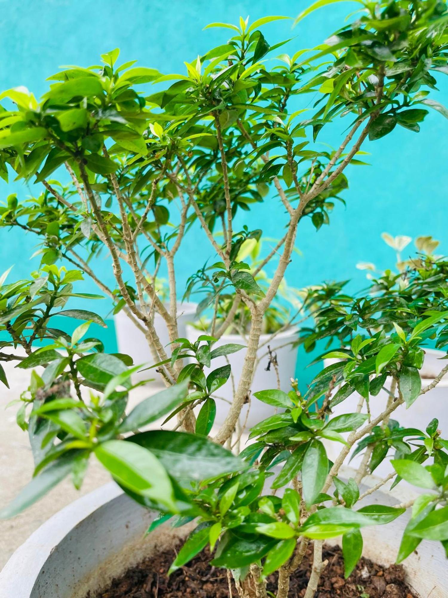 Little Paradise Homestay 엘라 외부 사진