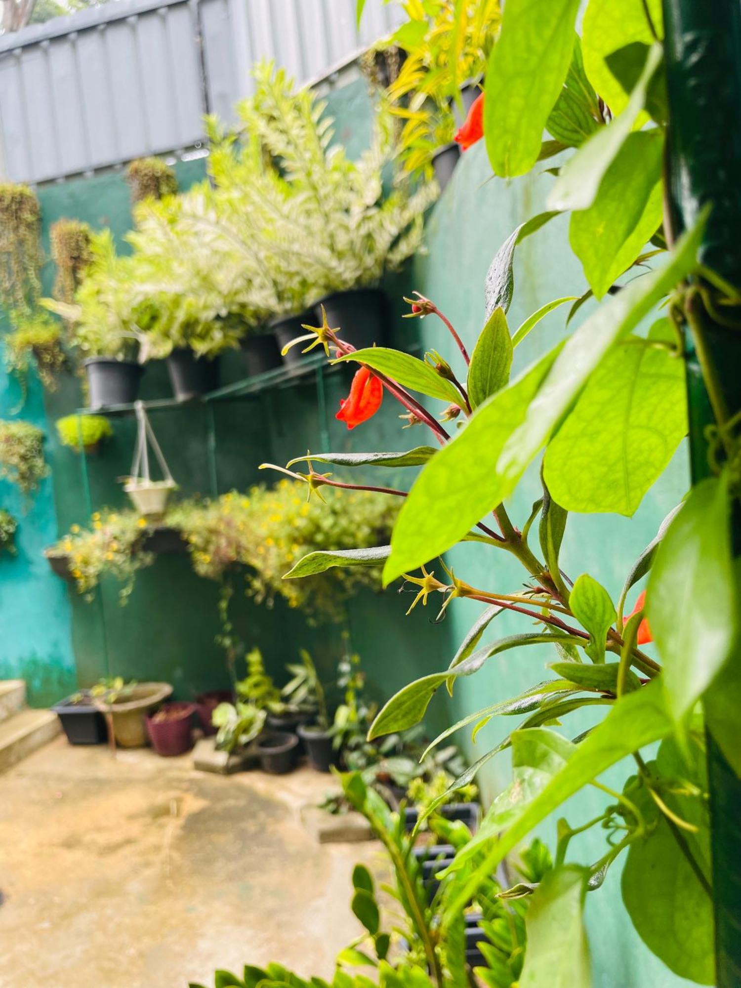Little Paradise Homestay 엘라 외부 사진